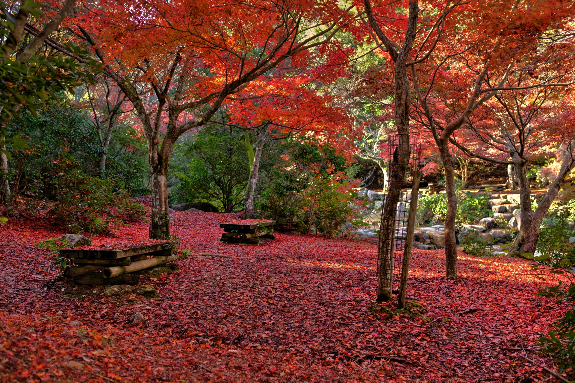 紅葉